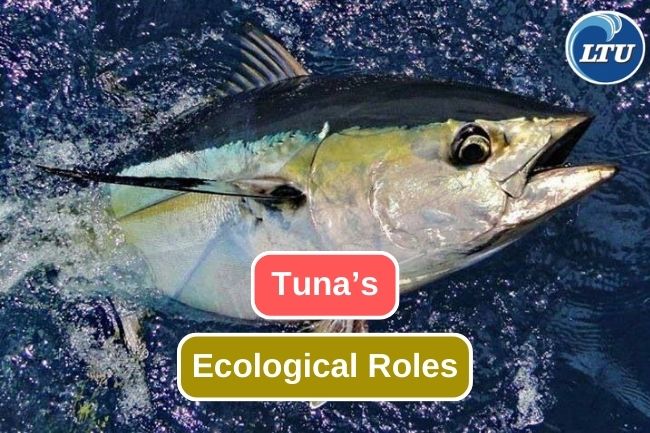 Tuna’s Ecological Roles in Coastal Habitats